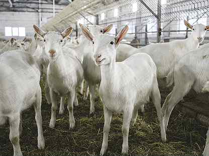 Зааненские козы племенные продажа стада