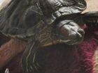 Черепаха краснаухая прадаю