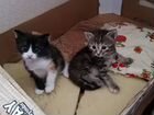 Три милейших котенка ищут дом объявление продам