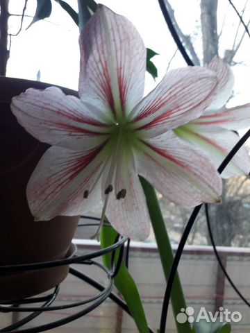 Гиппиаструм