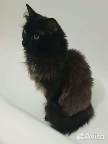 Стрижка кошек и собак