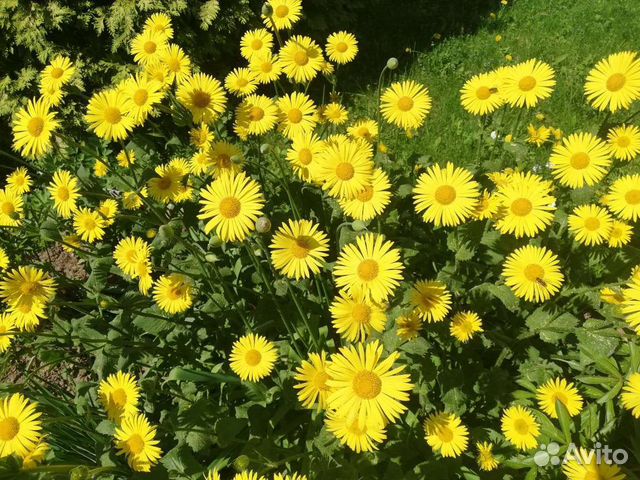 Ромашка жёлтая красивая и неприхотливая