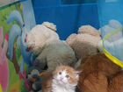 Котята мейн-кун кошка объявление продам