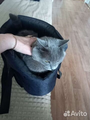 Сумка переноска для кошки
