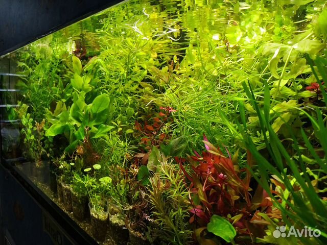 Аквариумные растения