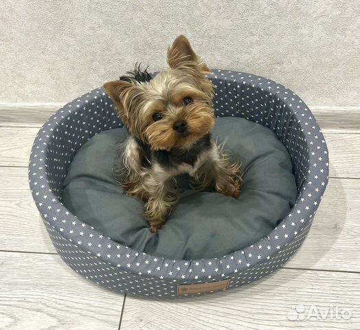 Мини йоркширский терьер вязка мальчик