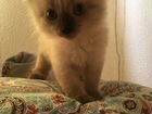 Котята сиамской породы объявление продам