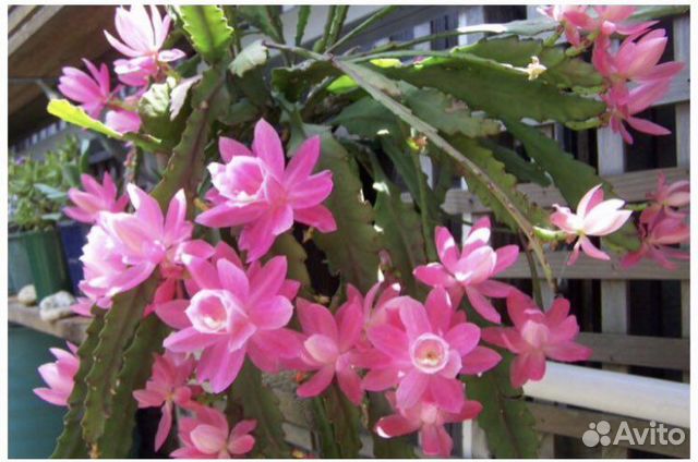 Комнатные цветы