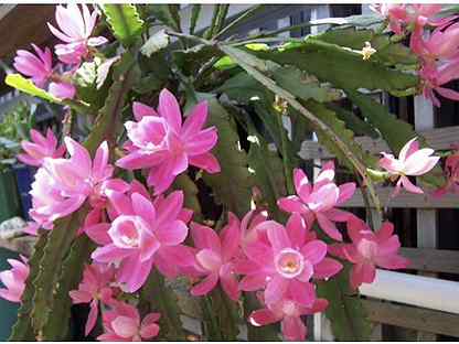 Домашние цветы саженцы купить crystalite bohemia ваза для цветов купить