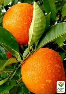 Элитные Цитрусы Саженцы 30 Видов закрытая корневая