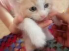 Порода сибирская кошка объявление продам