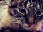 Кот породы Невская Маскарадная бесплатно объявление продам