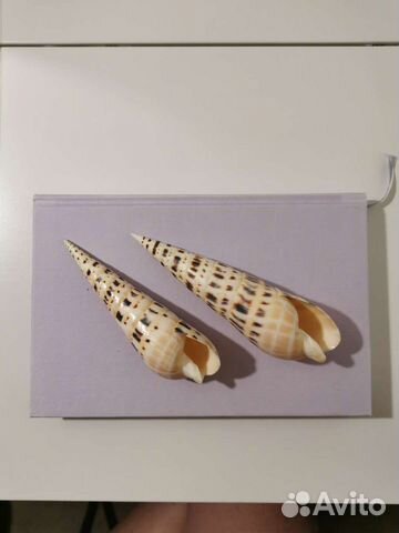 Морская ракушка