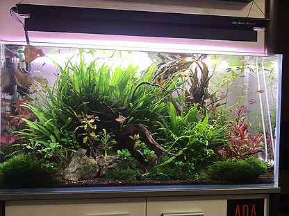 аквариумные растения цена