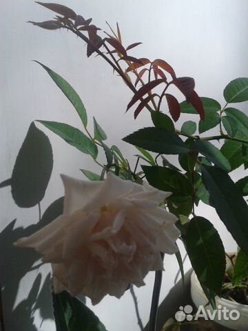 Чайная комнатная роза
