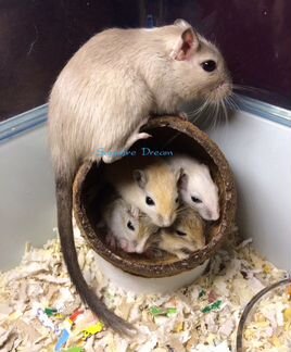 Песчанки монгольские, питомник