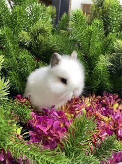 Кролики миниатюрные