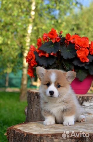 Щенки вельш корги пемброк