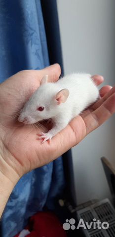 Крысята альбиносы Дамбо с клеткой