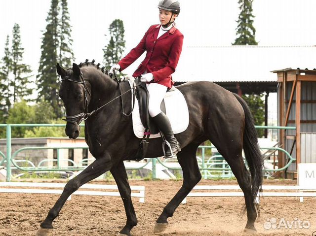 Редингот для конного спорта