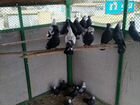 Бакинские бойные голуби объявление продам