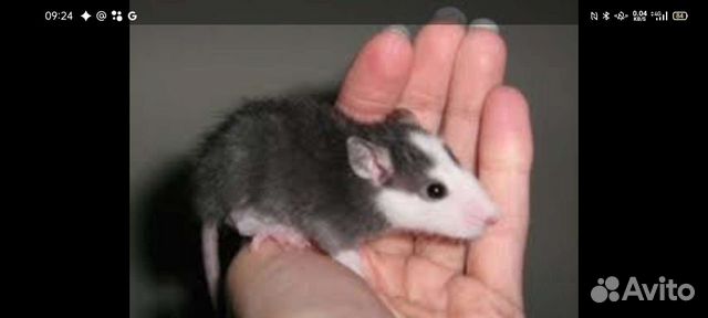 Крыса дамбо