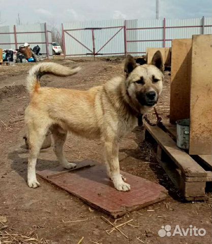 Отдам в добрые руки молодого кобеля дворняжки