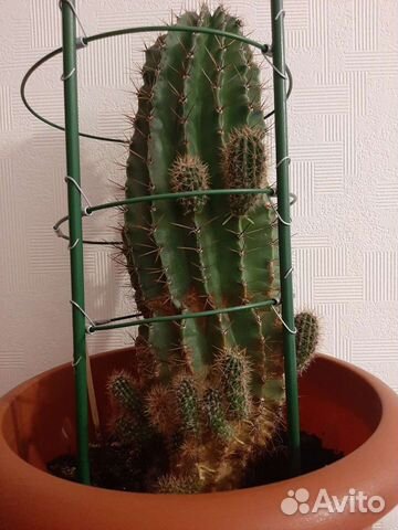 Кактус (детки)
