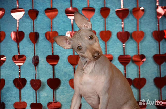 Американский Безволосый Терьер