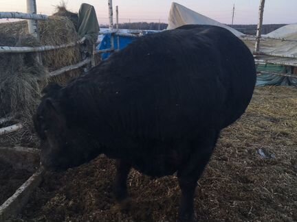 Абердин ангус бык производитель вес 450 кг - фотография № 5