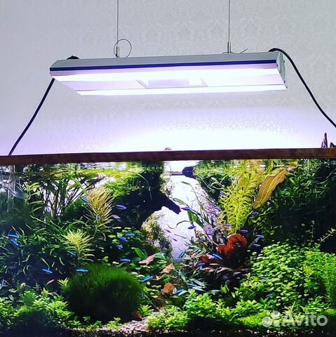 Оформление и обслуживание аквариумов