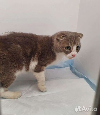 Кошечка в добрые руки