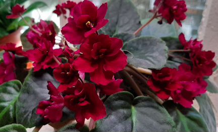 Фиалки сортовые