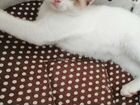 Котенок сноу - шу объявление продам