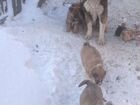 Кавказская овчарка продажа щенков