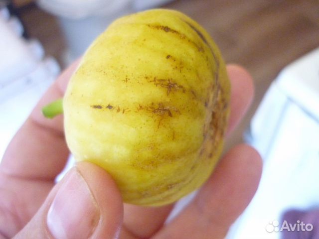 Саженцы И черенки инжира