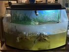 Красноухая черепахи с аквариумом