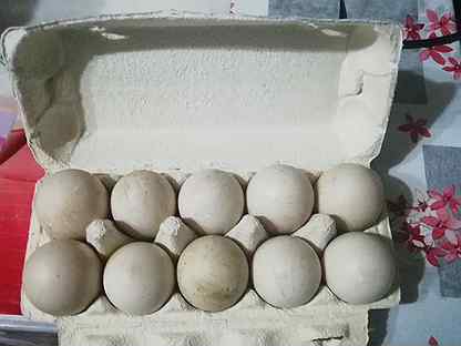 Селезни индоутки и инкубационное яйцо