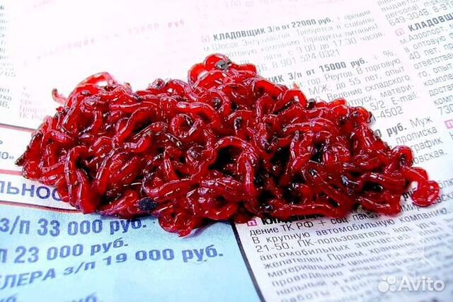 Мотыль Уральский