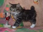 Чистопородные котята Курильский Бобтейл объявление продам