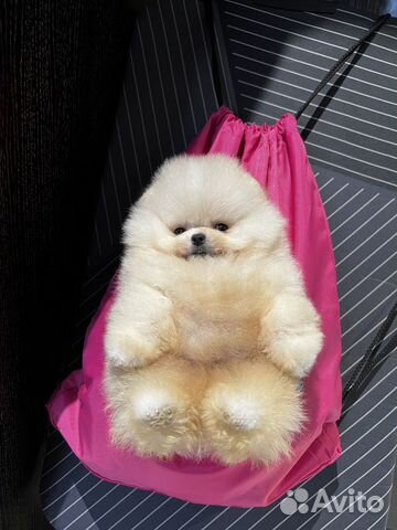 Вот такие у нас Мишки шпицы