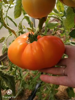 Семена коллекционных томатов