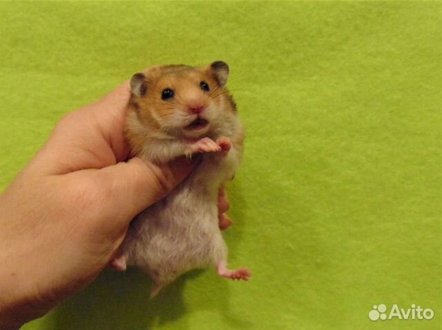 Сирийские, ангорские хомяки - медвежата, клетки