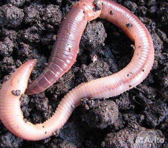 Червь выползок