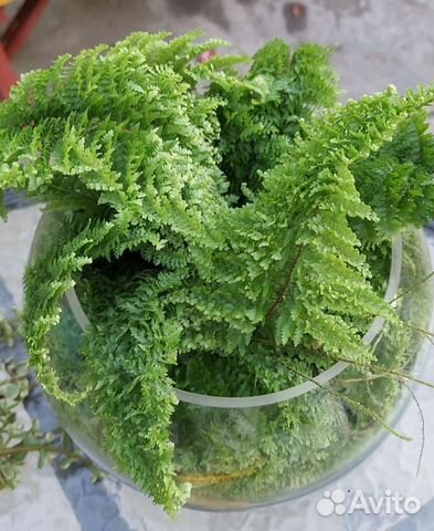 Папоротник мини