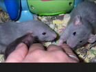Голубые крыски породы дамбо объявление продам