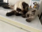 Невская маскарадная котенок объявление продам