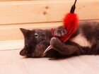 Котенок-кошка, голубокремовая трехцветка Мася