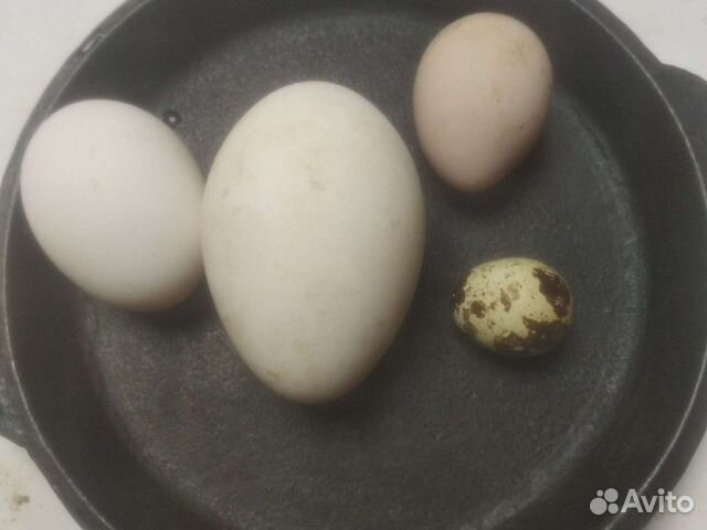 Яйцо и мясо домашней птицы