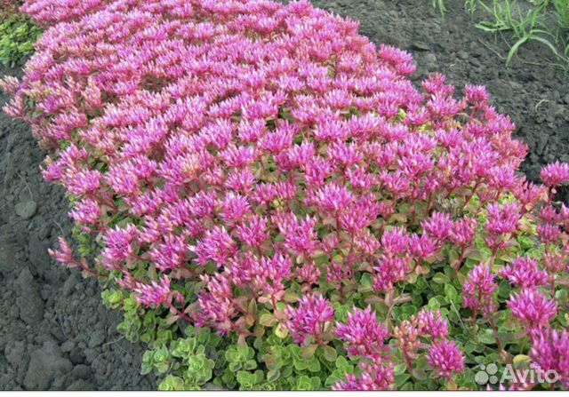 Очиток почвопокровник